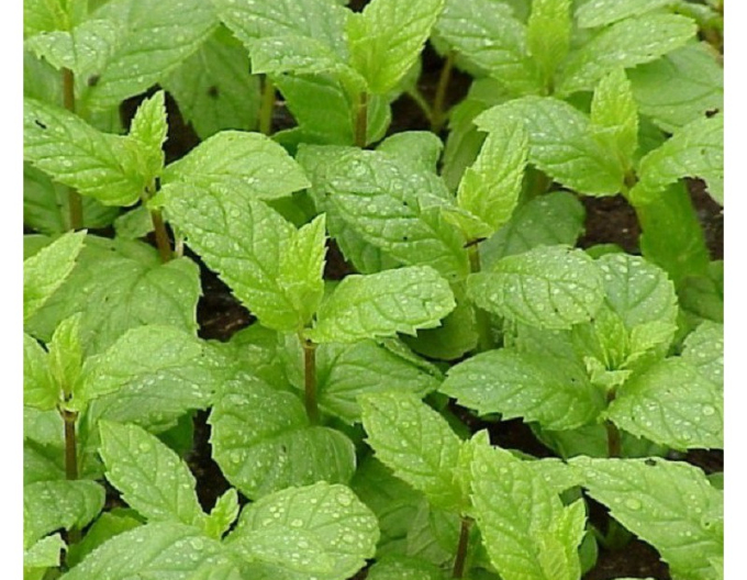 Minze Hierbabuena