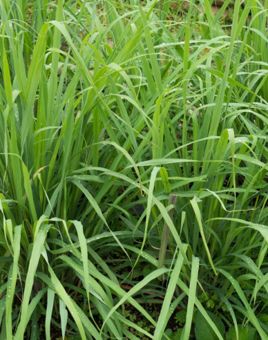 Zitronengras Tasty lemon