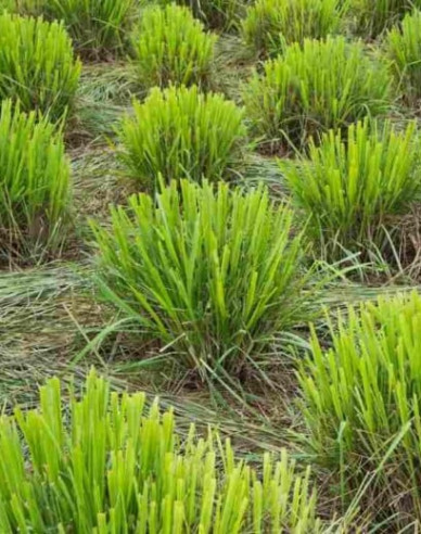 Zitronengras Tasty lemon