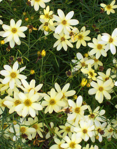 Faden-Mädchenauge ´Moonbeam´