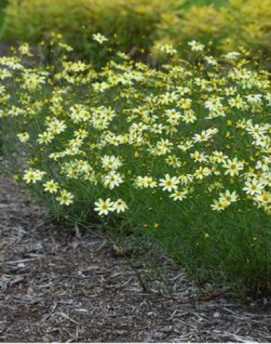 Faden-Mädchenauge ´Moonbeam´