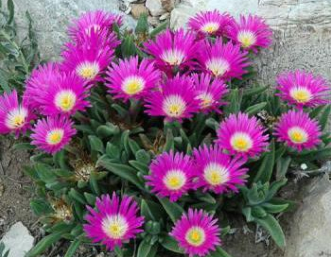 Delosperma sutherlandii