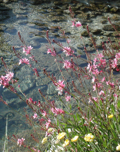 Gaura Siskiyou Rosa