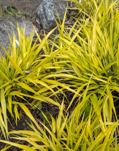 Japanisches Berggras Sunflare