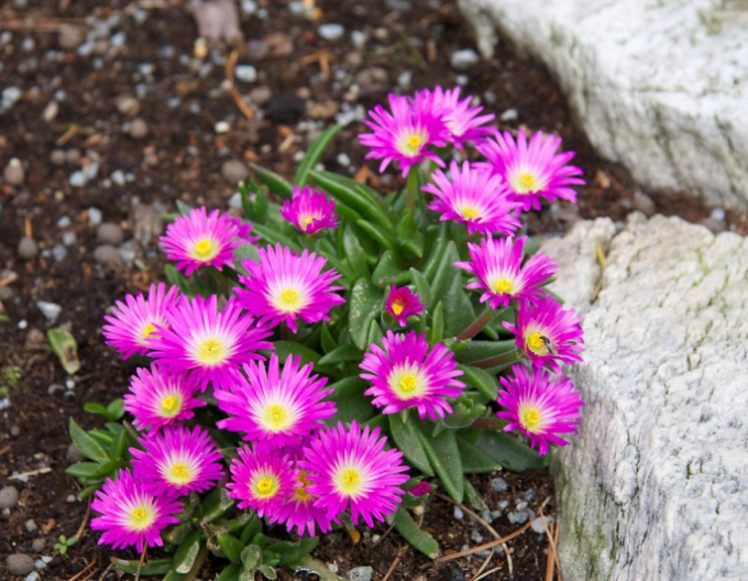 Delosperma sutherlandii