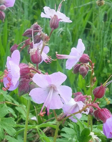 Balkan-Storchschnabel