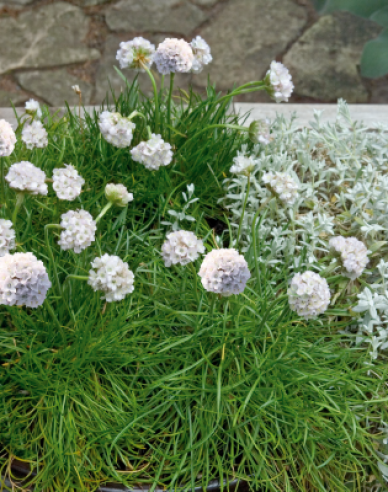 Grasnelke Armada White