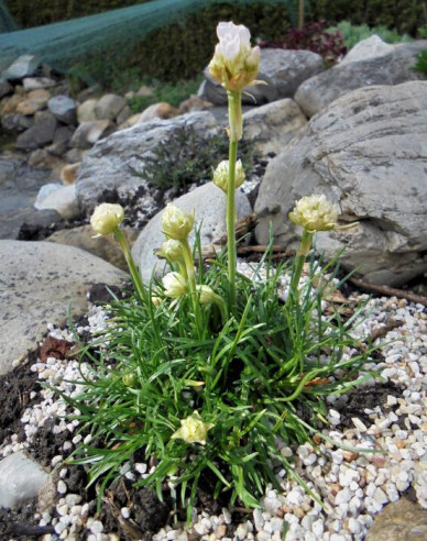 Grasnelke Armada White