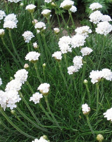 Grasnelke Armada White