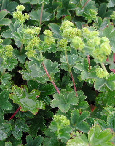 Alchemilla Alma