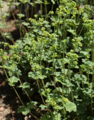 Alchemilla Alma
