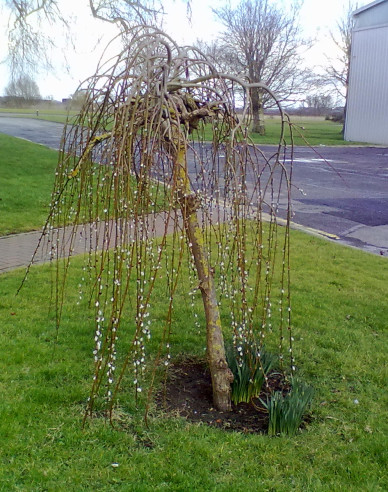 Hänge-Kätzchenweide  Kilmarnock - Stämmchen 120cm