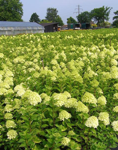 Rispenhortensie Limelight