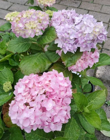Gartenhortensie Bouquet Rose