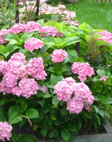 Gartenhortensie Bouquet Rose