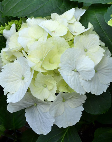 Garten-Hortensie Schneeball