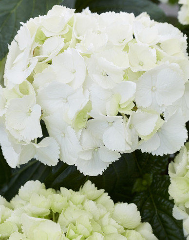 Garten-Hortensie Schneeball