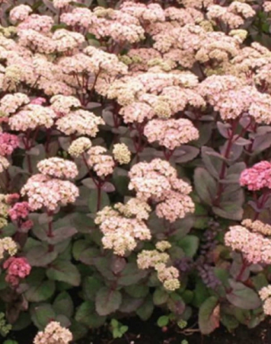 Fettblatt Matrona 1l