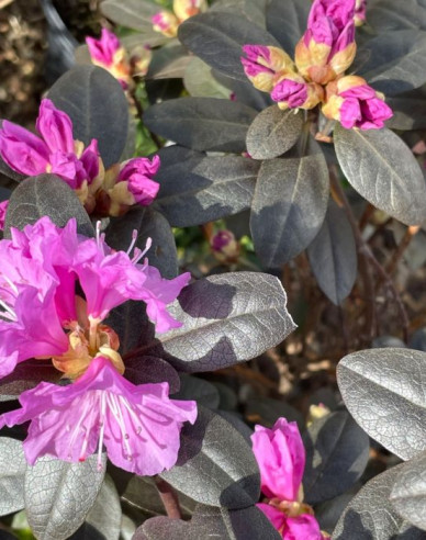 Rhododendron PJM Elite
