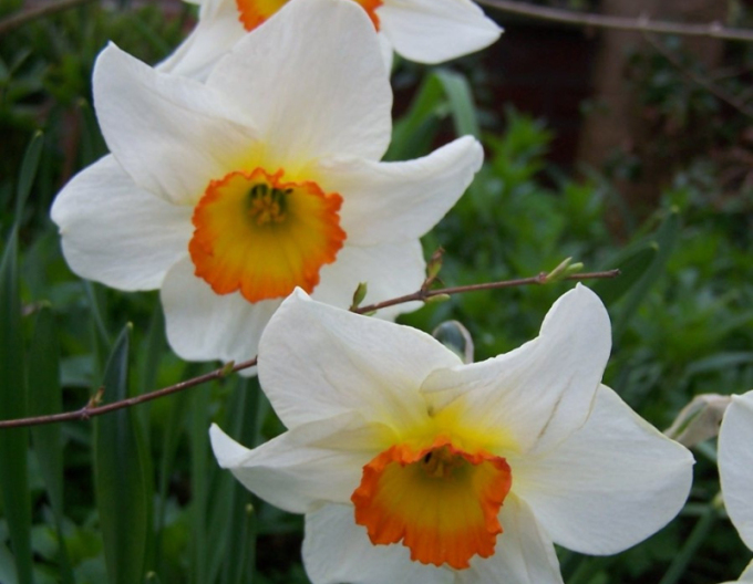 Narzisse Flower Record