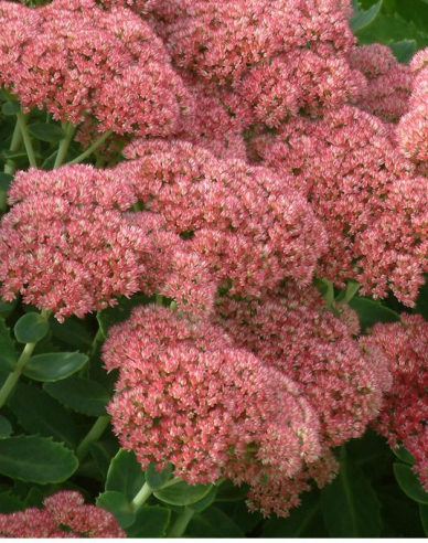 Fettblatt Herbstfreude