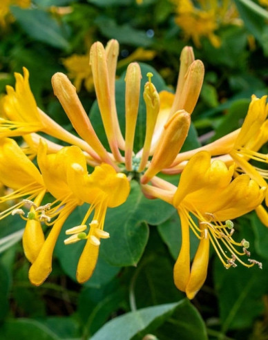 Gold-Geißschlinge tellmanniana