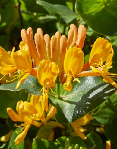 Gold-Geißschlinge tellmanniana