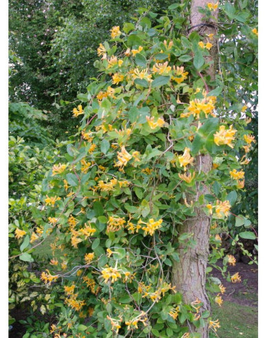 Gold-Geißschlinge tellmanniana