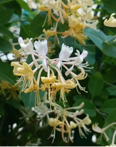 Wald Geißblatt / Wald-Geisschlinge ’Graham Thomas’