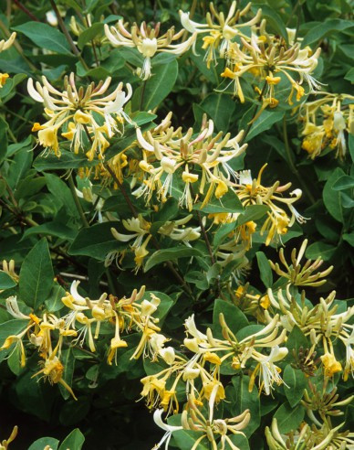 Wald Geißblatt / Wald-Geisschlinge ’Graham Thomas’