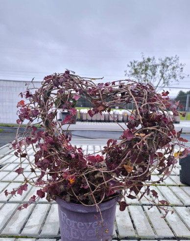 Efeu in Form eines Herzens