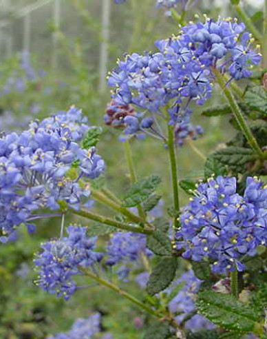 Säckelblume - Ceanothus ´Julia Phelps´
