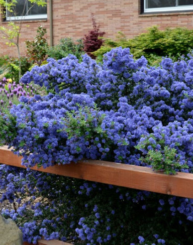 Säckelblume - Ceanothus ´Julia Phelps´