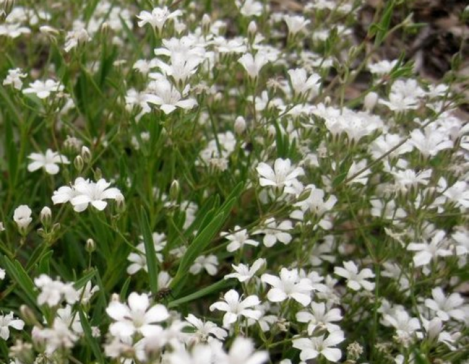 Schleierkraut Filou White