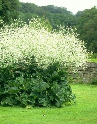 Herzblättriger Blütenkohl - Crambe cordifolia