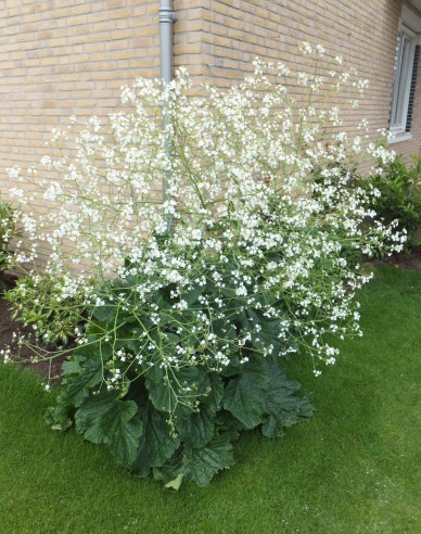 Herzblättriger Blütenkohl - Crambe cordifolia