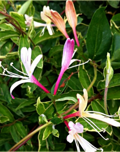 Japanische Geißschlinge Purpurea