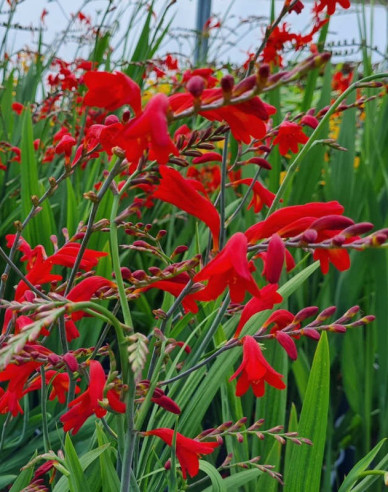 Crocosmia ’Emberglow’