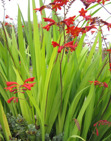 Crocosmia ’Emberglow’