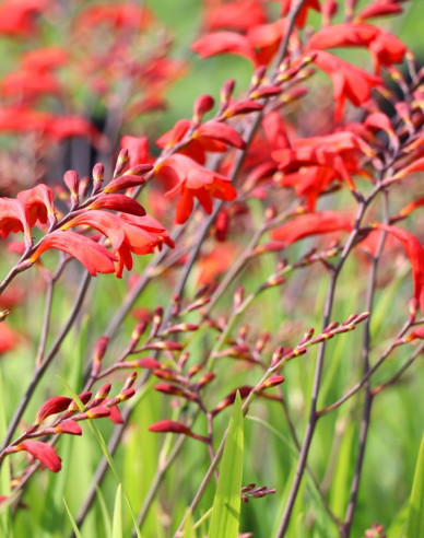 Crocosmia ’Emberglow’