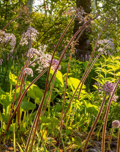 Darmera abgeschirmt - Indischer Rhabarber