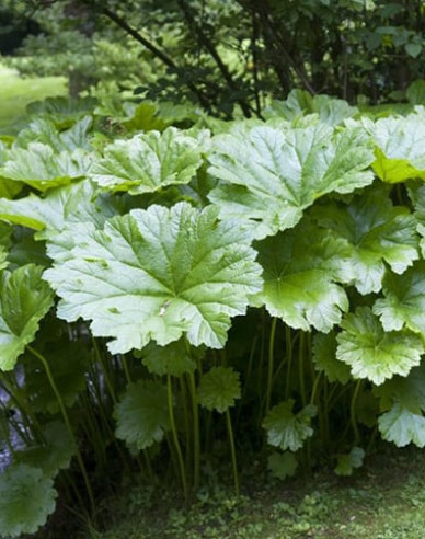 Darmera abgeschirmt - Indischer Rhabarber