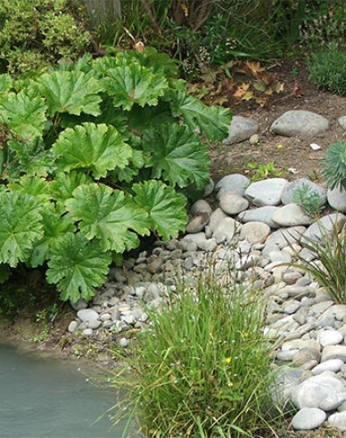 Darmera abgeschirmt - Indischer Rhabarber