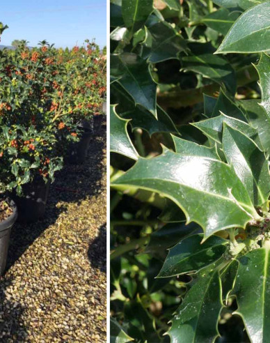 Myrtenblättrige Hülse ´Alaska´