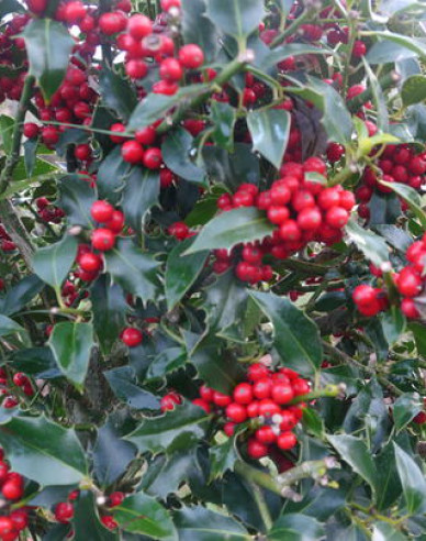 Myrtenblättrige Hülse ´Alaska´