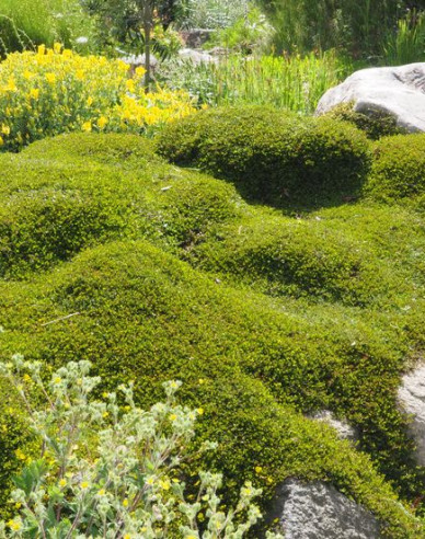 Muhlenbeckia axillaris