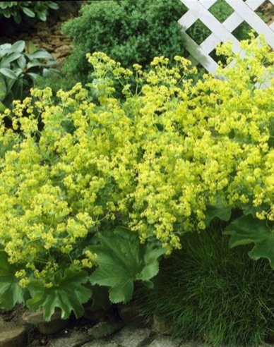 Alchemilla mollis