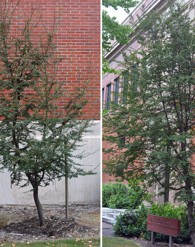 Antarktische Scheinbuche - Nothofagus antarctica