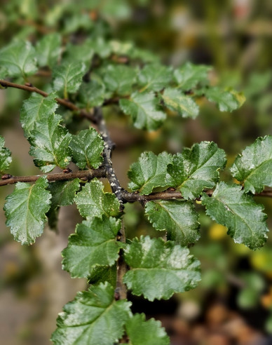 Antarktische Scheinbuche - Nothofagus antarctica