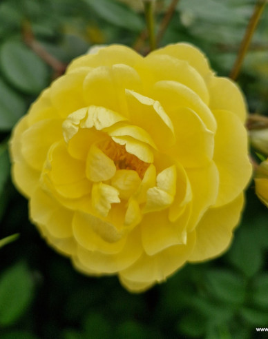Rose ´Lemon Siluetta´